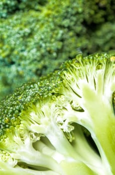 Close up to surface texture of succulent fresh inside the Broccoli vegetable