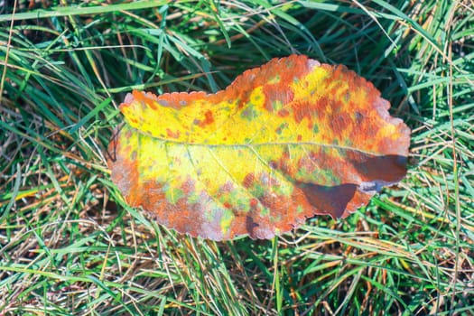 yellow macro sheet as background in autumn. High quality photo