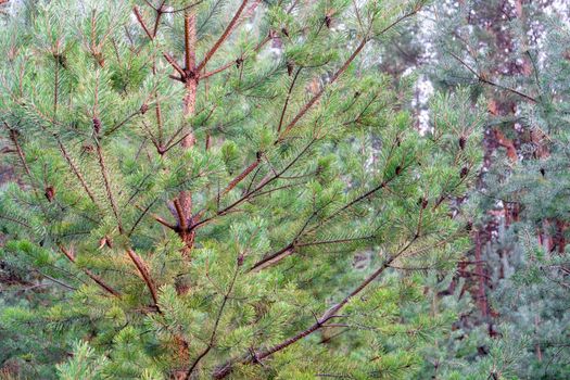 pine branch with a cone close up against the blue sky. High quality photo