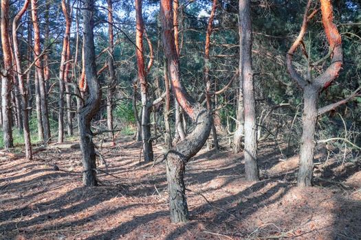 old pine forest. fancy shapes of old trees. High quality photo