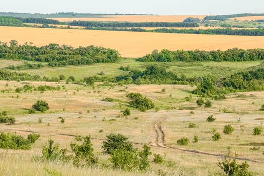 A large green field with trees in the background. the road that goes into the distance. High quality photo