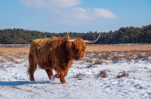 impressive  scottish highlander with big horns walk in the snow facing the camera