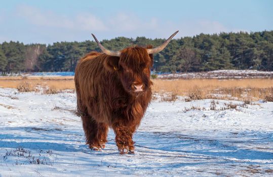 impressive  scottish highlander with big horns walk in the snow facing the camera