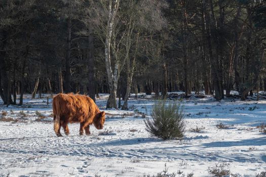 impressive  scottish highlanders with big horns walk in the snow with a forest as background
