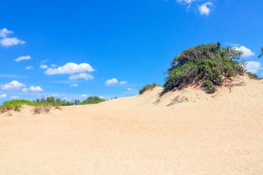 sand dunes covered with greenery against a blue sky. High quality photo