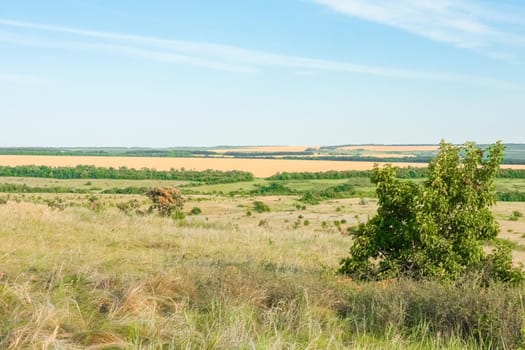 A large green field with trees in the background. the road that goes into the distance. High quality photo