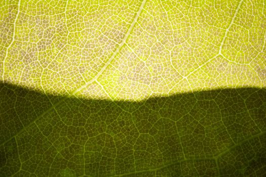 the structure of a green tree leaf as a macro background. High quality photo