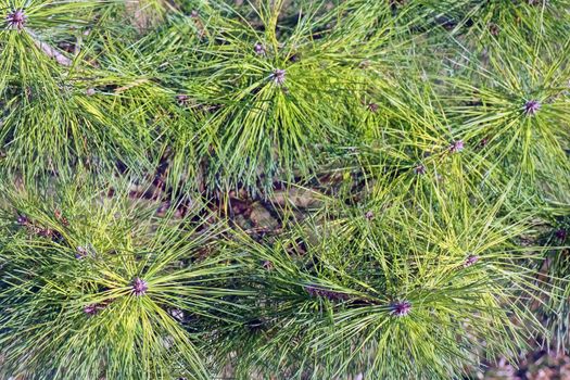 spruce branches as a close-up background. High quality photo