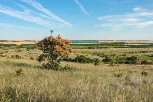 A large green field with trees in the background. the road that goes into the distance. High quality photo