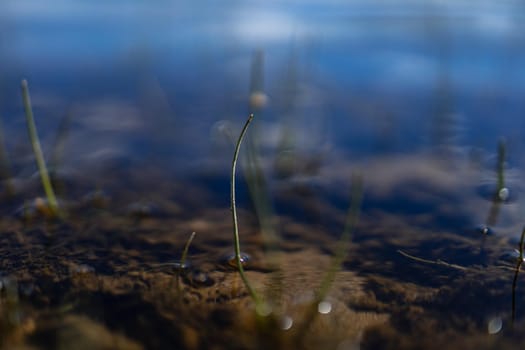 Small stem of green grass growing over water surface at edge of lake