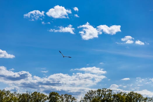 Gray common crane flying above trees at cloudy sunny day