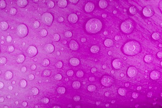 water drops on a purple macro petal as a background. High quality photo