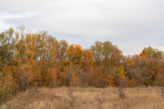 autumn forest landscape with blue sky background. High quality photo