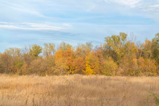 autumn forest landscape with blue sky background. High quality photo