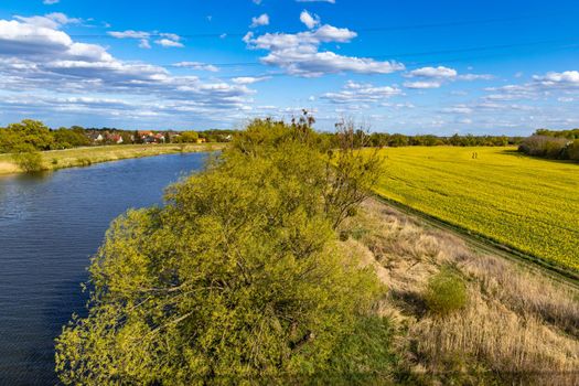 Row of big bushes between huge yellow and green colza field and river