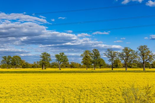 Few small trees planted in a row between yellow colza fields