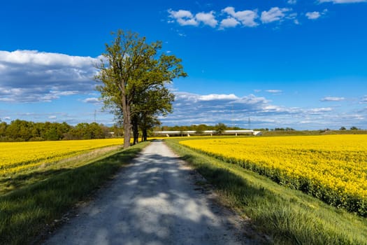 Long white bridge behind alone trees near stony path and colorful fields at sunny day