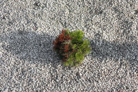 decorative fir tree on white gravel as background. High quality photo