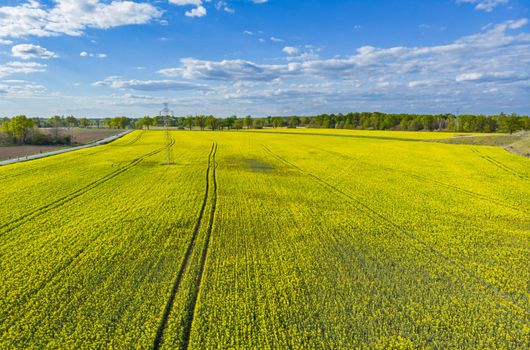 Huge yellow field of colza between streets and trees at cloudy sunny day