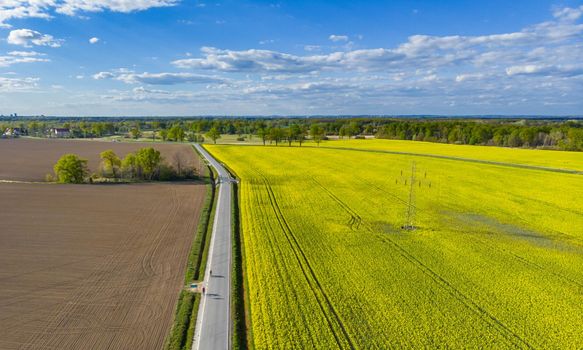 Aerial drone look to long road between yellow fields of colza at cloudy sunny day