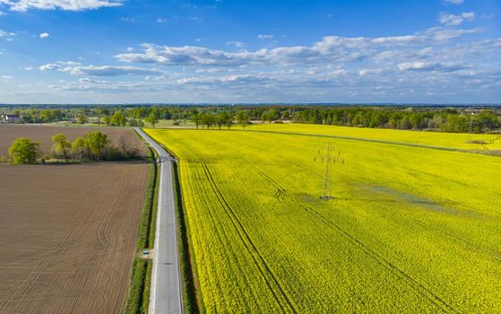 Aerial drone look to long road between yellow fields of colza at cloudy sunny day