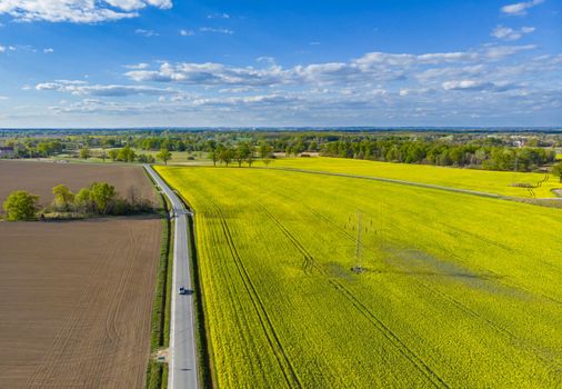 Aerial drone look to long road between yellow fields of colza at cloudy sunny day