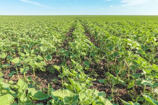 field of young sunflower sprouts against the sky. High quality photo