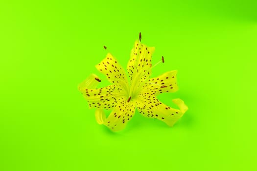 tiger Lily on a green background close-up. isolate. High quality photo