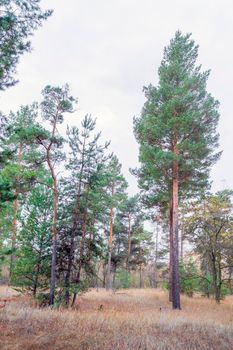 autumn forest landscape with blue sky background. High quality photo