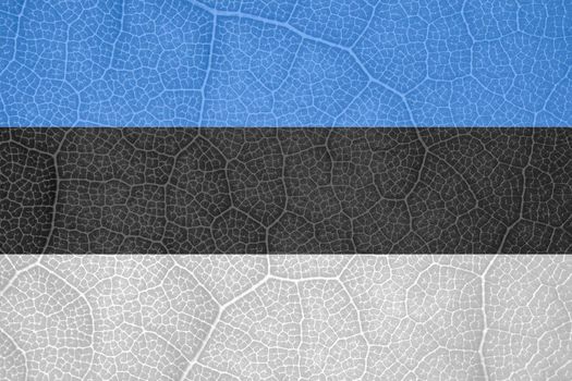 flag of Estonia on the structure of a tree leaf macro. High quality photo