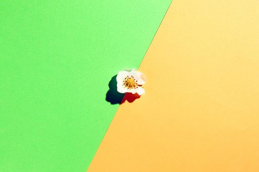 the petals of the flowers on multicolored background, top view. High quality photo