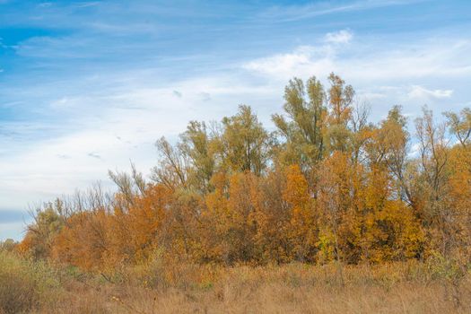 autumn forest landscape with blue sky background. High quality photo