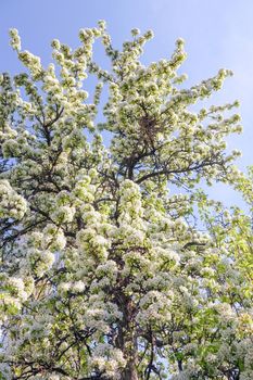 blooming tree branches for the entire frame. High quality photo