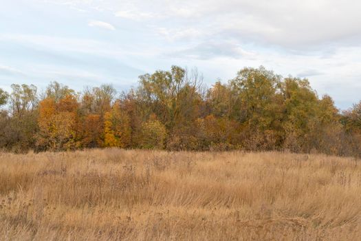 autumn forest landscape with blue sky background. High quality photo