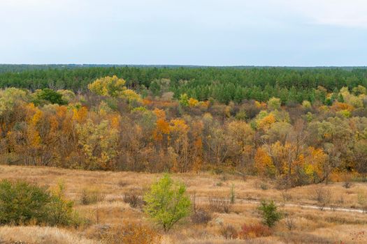 autumn forest landscape with blue sky background. High quality photo