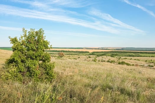 A large green field with trees in the background. the road that goes into the distance. High quality photo