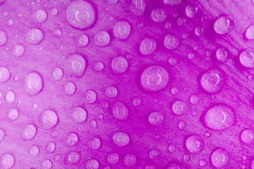 water drops on a purple macro petal as a background for the entire frame