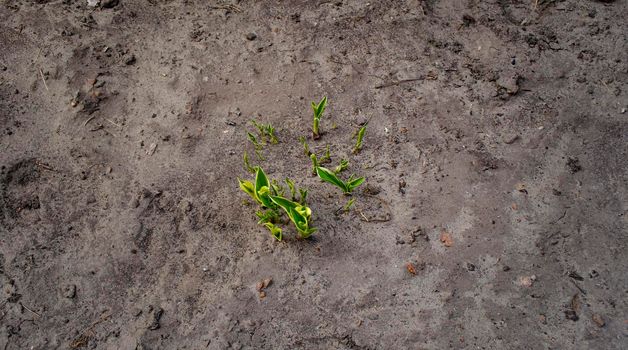 Young sprouts grow on lifeless gray soil. Ecology and agriculture concept