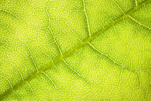 the structure of a green tree leaf as a macro background. High quality photo