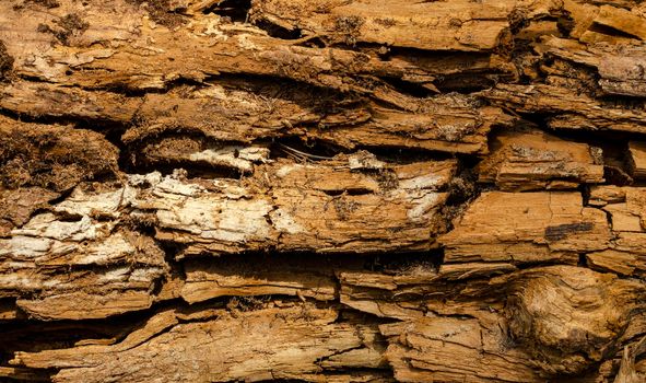 Rotten wood close up and its rotten splinters
