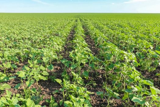 field of young sunflower sprouts against the sky. High quality photo