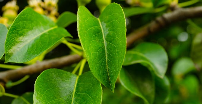 Close up of green spring leaves. Nature background