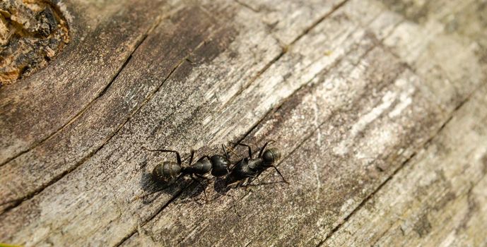 Two ants on a gray log are fighting for supremacy.
