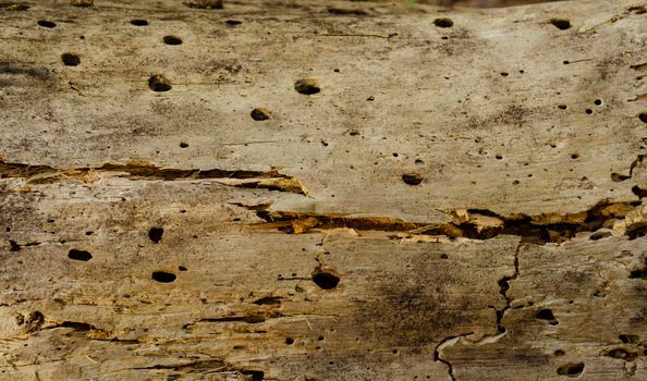 Old rotting wood, texture of the old spoiled wood damaged by wood worm, brown color
