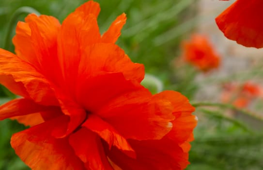 Delicate red poppy flower. Picturesque May contrasts. Create a mood. Poppies bloom in the garden. Blossoming bright red poppy, textured freshness.