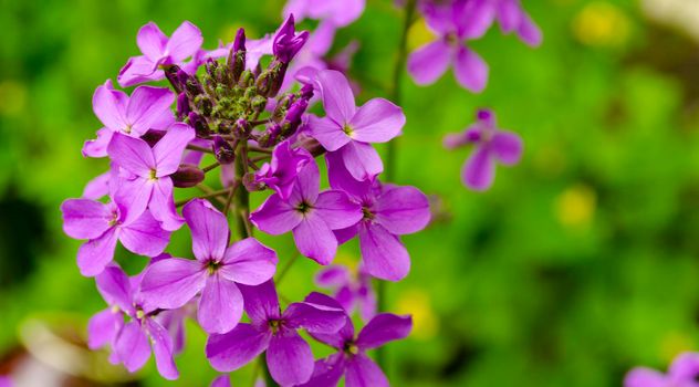 Fresh spring purple, violet Creeping phlox in the garden. Floral poster, wallpaper or holidays card.