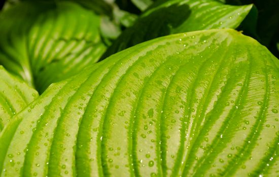 Closeup natural young green leaf on blurred greenery background in garden. Hosta leaf close-up. Hosta - an ornamental plant for landscaping park and garden design.