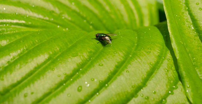 Closeup natural young green leaf with green fly on blurred greenery background in garden. Hosta leaf close-up.
