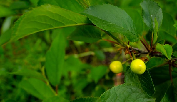 Close up of a branch of unripe cherries on a tree in the garden. Young, green cherries on tree branch.