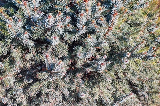 spruce branches as a close-up background. High quality photo
